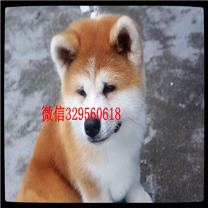 丰都纯种秋田犬有卖哪里出售日系秋田犬幼犬秋