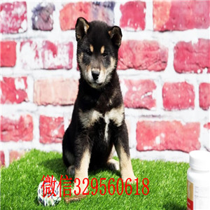 渝北纯种日本柴犬多少钱纯种日本引进柴犬柴犬