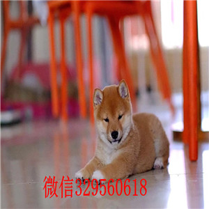 南岸本地哪里有卖柴犬的柴犬掉毛吗纯种日本柴