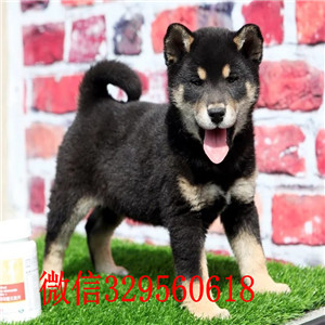 巴南纯种日本柴犬多少钱纯种日本引进柴犬日系