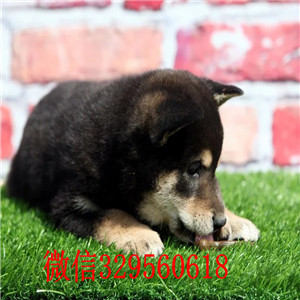 忠县本地哪里有卖柴犬的家养一窝纯种聪明日本