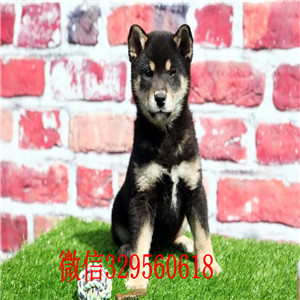 抚顺纯种日本柴犬多少钱纯种日本引进柴犬柴犬