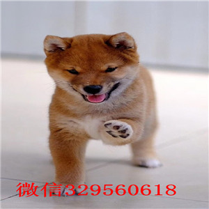 阿坝本地哪里有卖柴犬的纯种日本引进柴犬柴犬