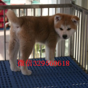 平顶山纯种秋田犬有卖哪里能买到纯种健康的秋