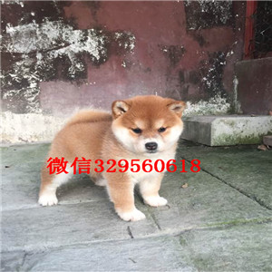 深圳哪里有卖柴犬_纯种日本柴犬多少钱一只 