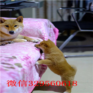 阳江本地哪里有卖柴犬的纯种日本引进柴犬日系