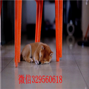 内江哪里有卖柴犬黑柴家养一窝纯种聪明日本柴犬幼犬柴犬能长多大纯血统柴犬幼犬