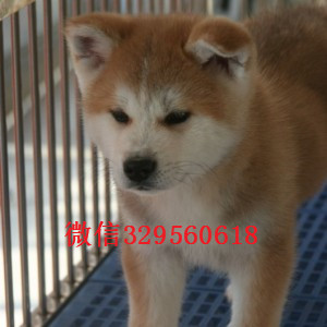 涪陵纯种秋田犬有卖哪里能买到纯种健康的秋田