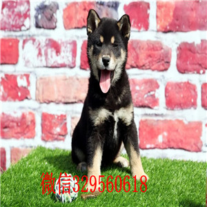 佳木斯哪里有卖柴犬黑柴家养一窝纯种聪明日本