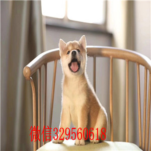 牡丹江纯种日本柴犬多少钱柴犬掉毛吗柴犬幼犬