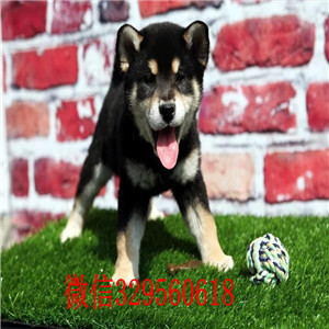 深圳本地哪里有卖柴犬的柴犬哪里出售柴犬能长多大柴犬图片