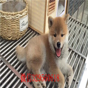 奉节哪里有卖柴犬黑柴家养一窝纯种聪明日本柴犬幼犬纯种日本柴犬出售柴犬图片