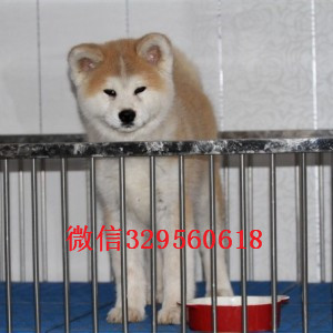 佛山日系秋田幼犬多少钱哪里出售日系秋田犬幼