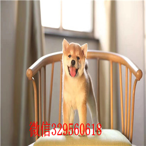 云阳本地哪里有卖柴犬的柴犬掉毛吗柴犬能长多