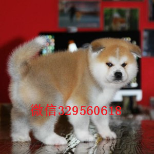 梁平日系秋田幼犬多少钱纯种赛级秋田多少钱秋