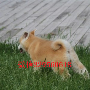 巢湖日系秋田幼犬多少钱哪里出售日系秋田犬幼