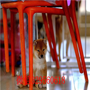 城口本地哪里有卖柴犬的纯种日本引进柴犬纯种