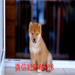 秀山哪里有卖柴犬黑柴家养一窝纯种聪明日本柴