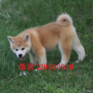 白城纯种日系秋田哪里能买到纯种健康的秋田犬