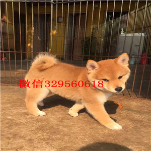 黑河犬舍哪卖纯种柴犬多少钱双血统日系柴犬出