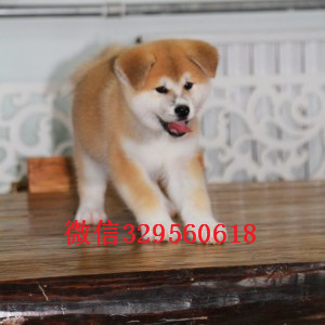 青岛哪里能买到秋田犬秋田犬多少钱一只专业繁