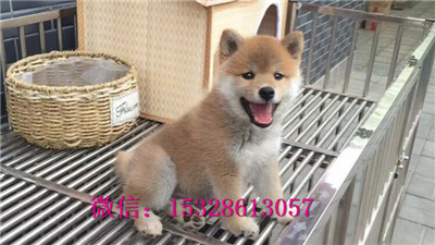 延安哪里有卖柴犬柴犬幼犬多少钱一只正宗柴犬犬舍健康柴犬保健康