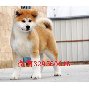 牡丹江出售纯种秋田犬秋田犬犬舍精品秋田犬秋