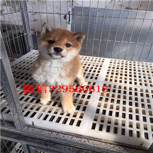 佳木斯本地纯种日本引进柴犬_赛级品质柴犬幼