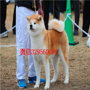 佛山哪里有卖秋田犬秋田犬犬舍双血统秋田秋田