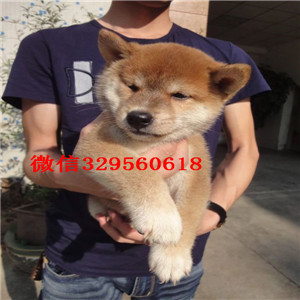 赤峰本地纯种日本引进柴犬_哪里有纯种柴犬出