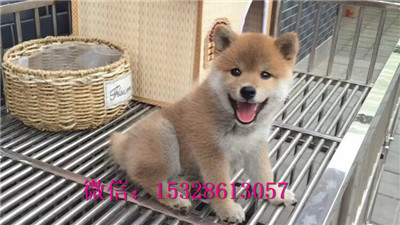 临夏哪里能买到柴犬日系柴犬多少钱赛级柴犬幼