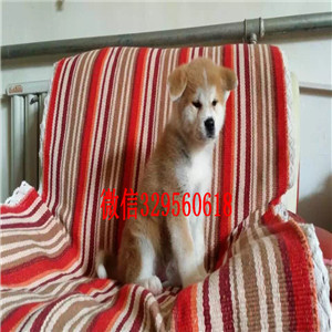 白城犬舍哪卖纯种柴犬多少钱哪里有纯种柴犬出