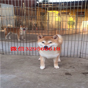 大连本地纯种日本引进柴犬_哪里有纯种柴犬出