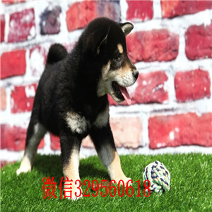 平顶山哪里有柴犬卖柴犬狗场日系柴犬幼犬豆柴