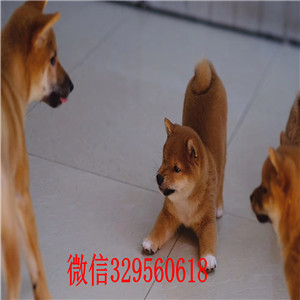 滨州出售纯种柴犬多少钱柴犬狗场日系柴犬幼犬