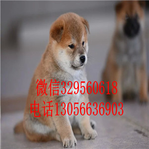  长治哪里卖纯种日本柴犬多少钱一只精品日系