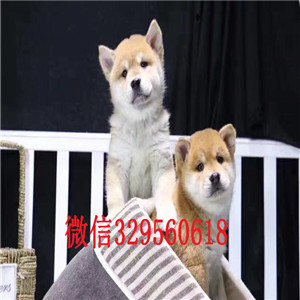  佛山哪里出售日系柴犬幼犬柴犬图片 柴犬犬舍