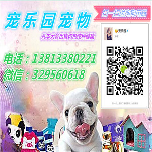 抚顺哪里有纯种双血统日系柴犬出售 包建康签