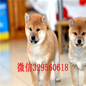   黑龙江黑河哪里有卖柴犬 纯种柴犬价格 柴犬