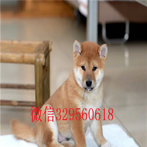 泰安哪里卖纯种柴犬柴犬价格柴犬多少钱小体柴