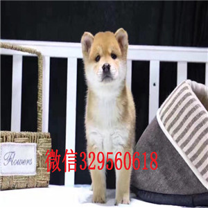 黑河哪里能买到柴犬柴犬价格精品柴犬超可爱的