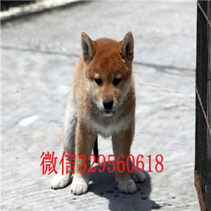 滨州哪里能买到柴犬柴犬价格精品柴犬小体柴犬