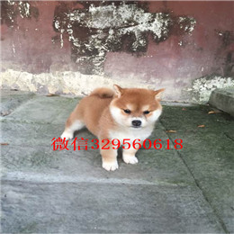  青岛哪里有卖柴犬的豆柴多少钱一只专业繁殖优质柴犬幼犬出售纯种柴犬