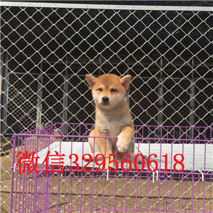 赤峰出售纯种柴犬柴犬狗场精品柴犬黑色柴犬