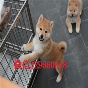 平顶山哪里卖纯种柴犬柴犬价格双血统柴犬小体