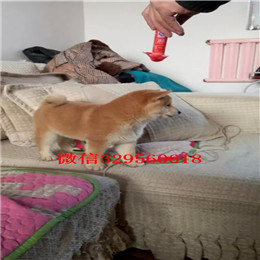  东营哪里有卖柴犬的豆柴多少钱一只柴犬温顺