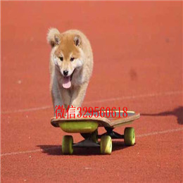  滨州哪里能买到柴犬柴犬多少钱一只专业繁殖