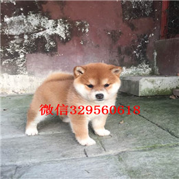  驻马店哪里能买到柴犬柴犬图片柴犬温顺吗日本柴犬 小柴犬