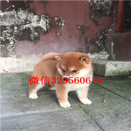  驻马店哪里能买到柴犬柴犬图片柴犬温顺吗日本柴犬 小柴犬