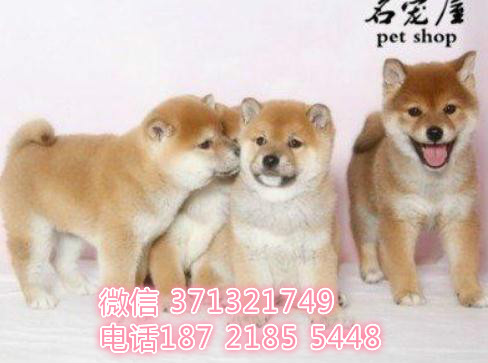 柴犬出售纯种青岛犬舍繁殖柴犬 可以自取 全国发货